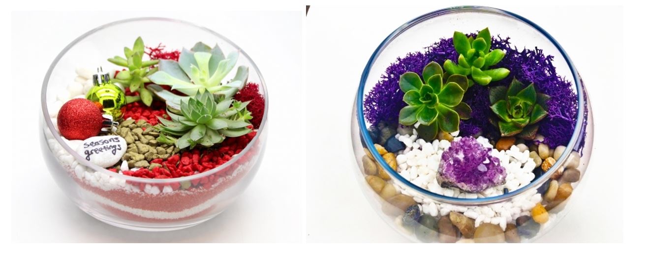 A YOU CHOOSE Christmas or Amethyst in Slope Bowl plant nite project by Yaymaker