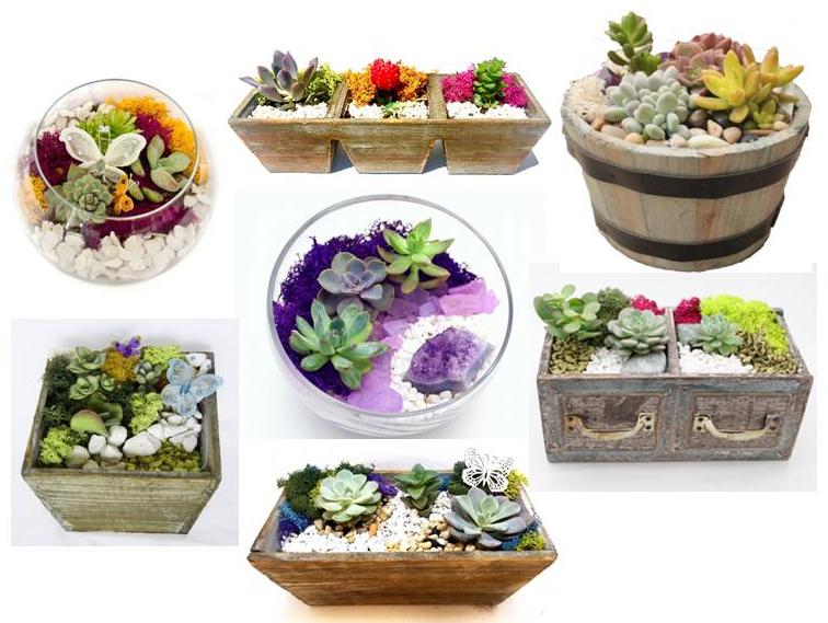 A Everyday Colorful Succulent Garden  Container Choice plant nite project by Yaymaker