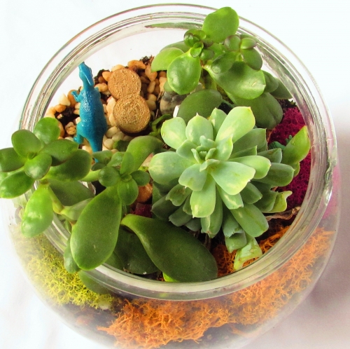 A Succulents in Rose Bowl plant nite project by Yaymaker