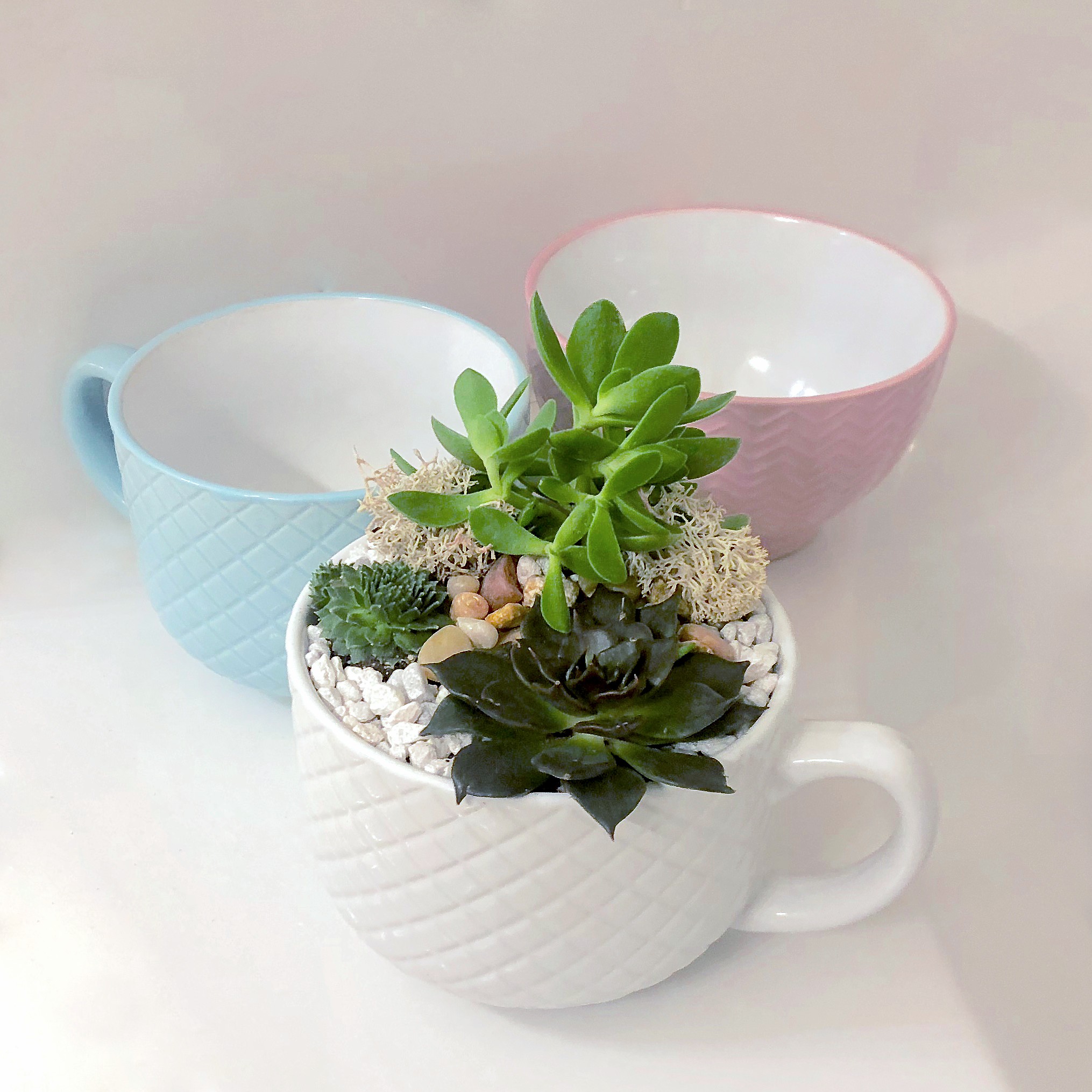 A Pick Your Cup of Love Succulent Garden plant nite project by Yaymaker