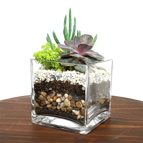 A Cube Layered Stone Terrarium plant nite project by Yaymaker
