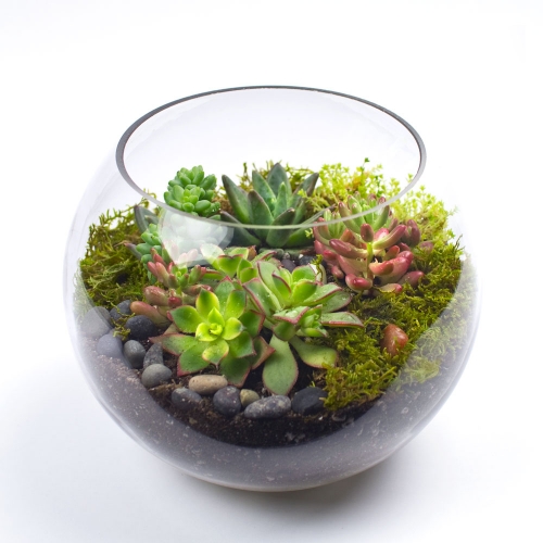 A Glass Succulent Terrarium plant nite project by Yaymaker