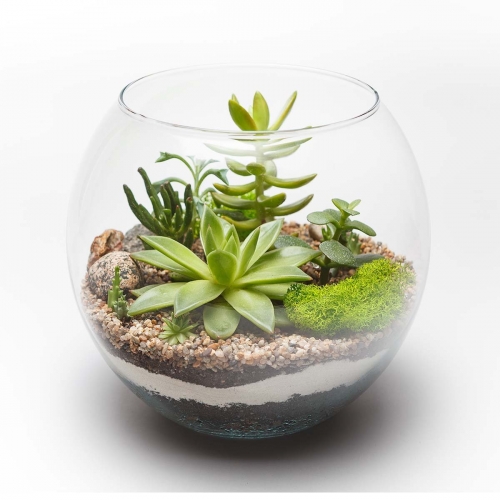 A Glass Succulent Terrarium V plant nite project by Yaymaker