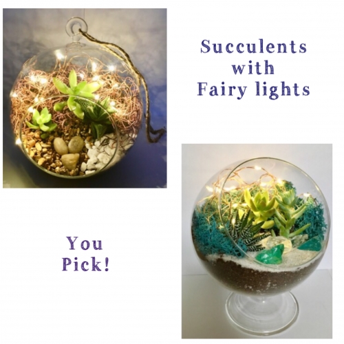 A Succulents with Fairy LightsYou Pick plant nite project by Yaymaker