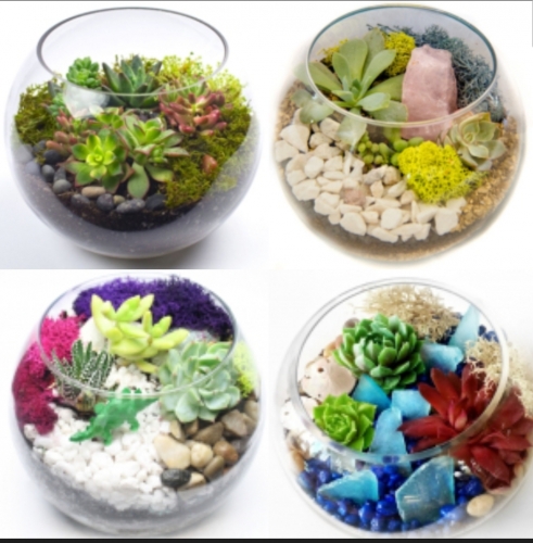 A Pick Your Design Succulent Garden plant nite project by Yaymaker