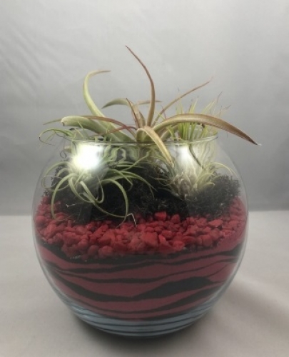 A RedBlack Sand Art With Air Plants plant nite project by Yaymaker