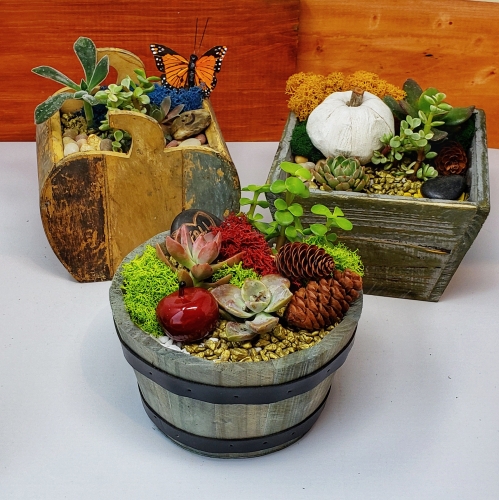 A Fall Succulent Mashup I plant nite project by Yaymaker