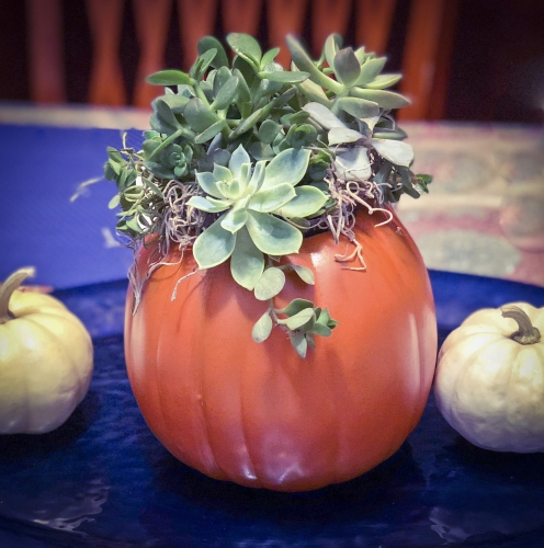 A Craft Pumpkin Succulent Garden plant nite project by Yaymaker