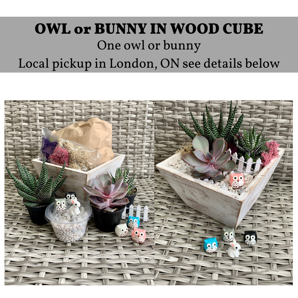A DIY Wood Cube Planter Kit London ON Pickup experience project by Yaymaker