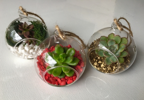 A Christmas Succulent Ornaments  Set of 3 experience project by Yaymaker