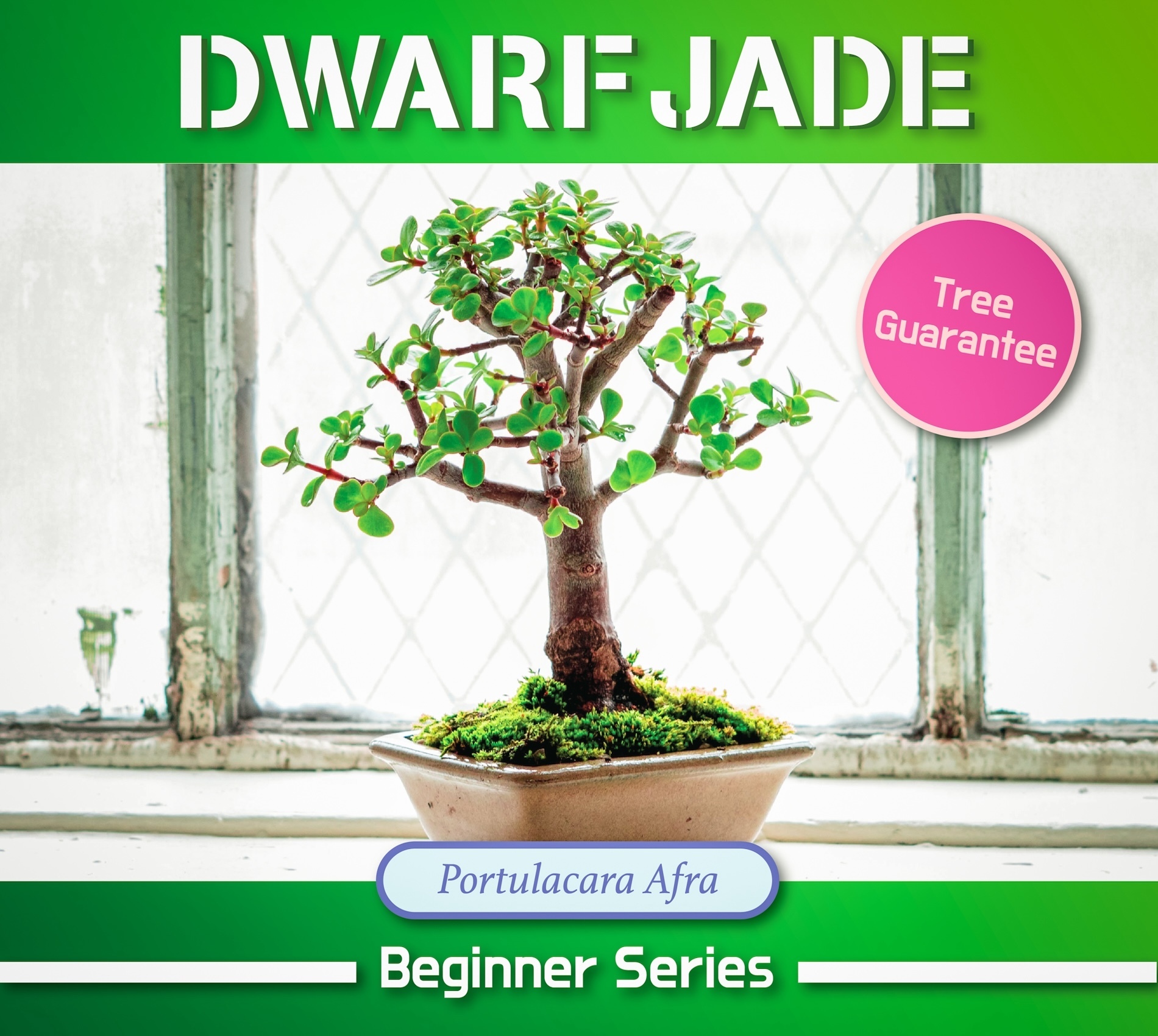 A Dwarf Jade experience project by Yaymaker