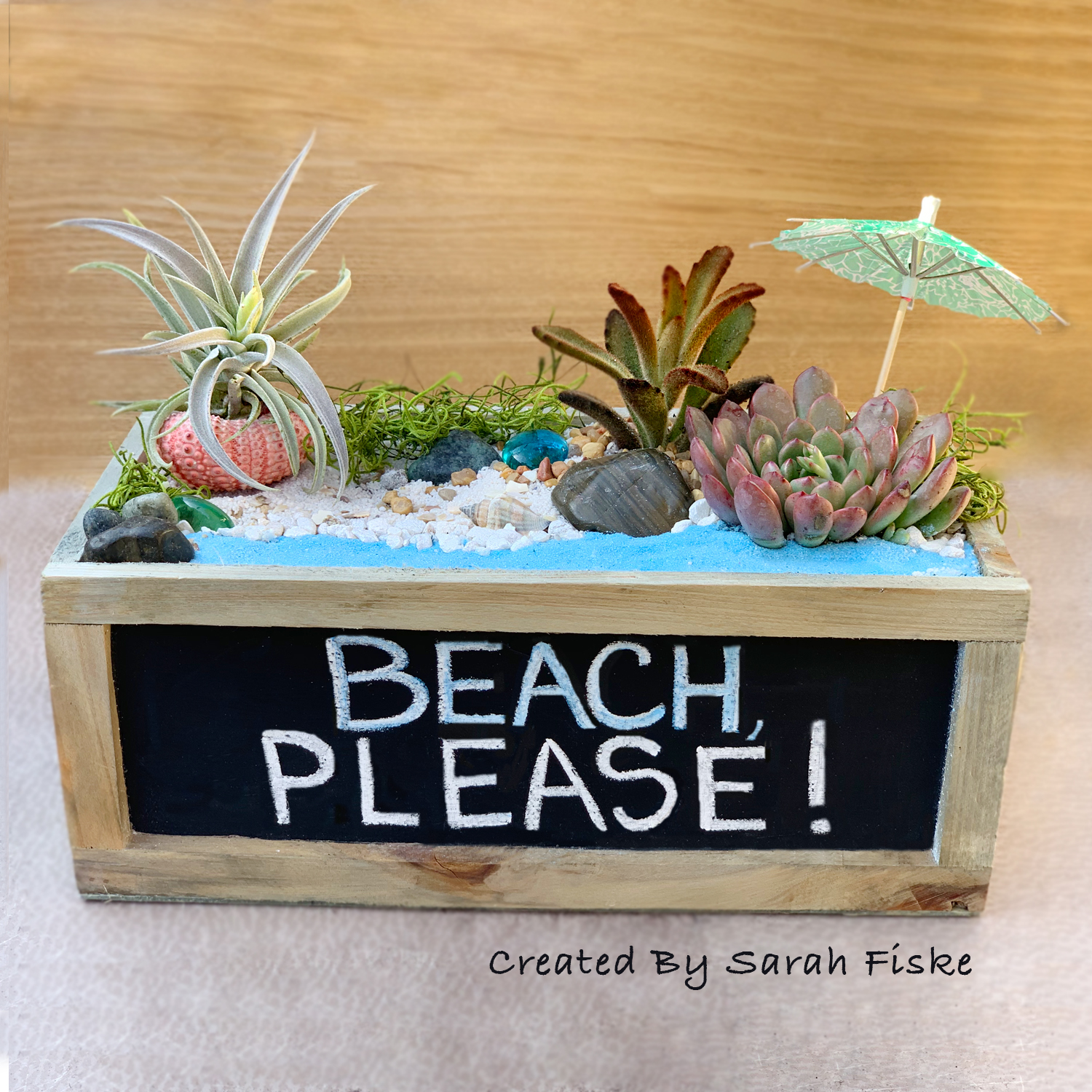 A Succulent Beach with urchin air plant experience project by Yaymaker