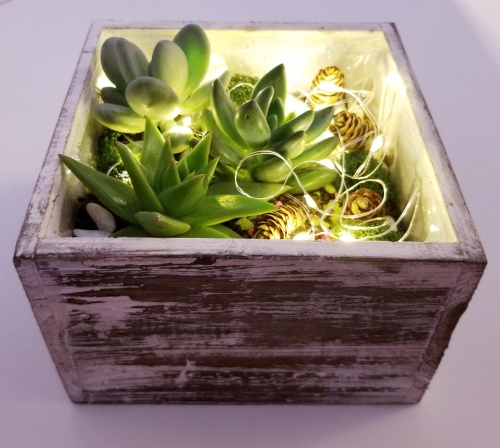 A Playful Winter Fairy Lights and Succulents in Wooden Planter experience project by Yaymaker