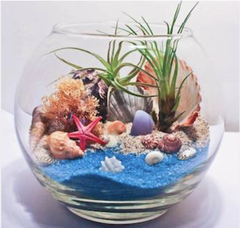 A Under the Sea Succulent Terrarium in Glass Bowl experience project by Yaymaker