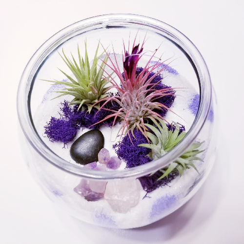 A Royal Purple Air Plant Terrarium with Crystals experience project by Yaymaker
