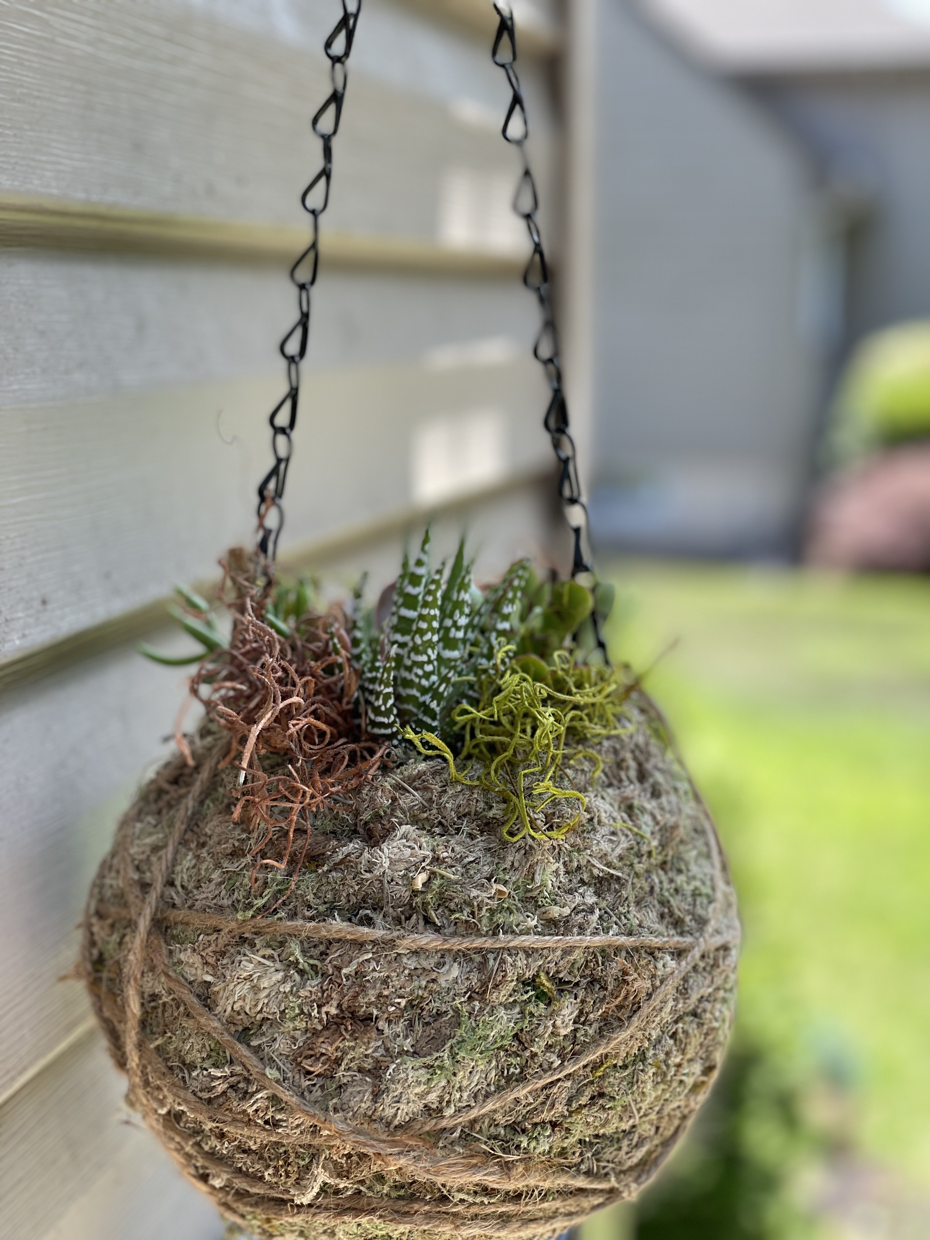 A Kokedama Succulent Project experience project by Yaymaker