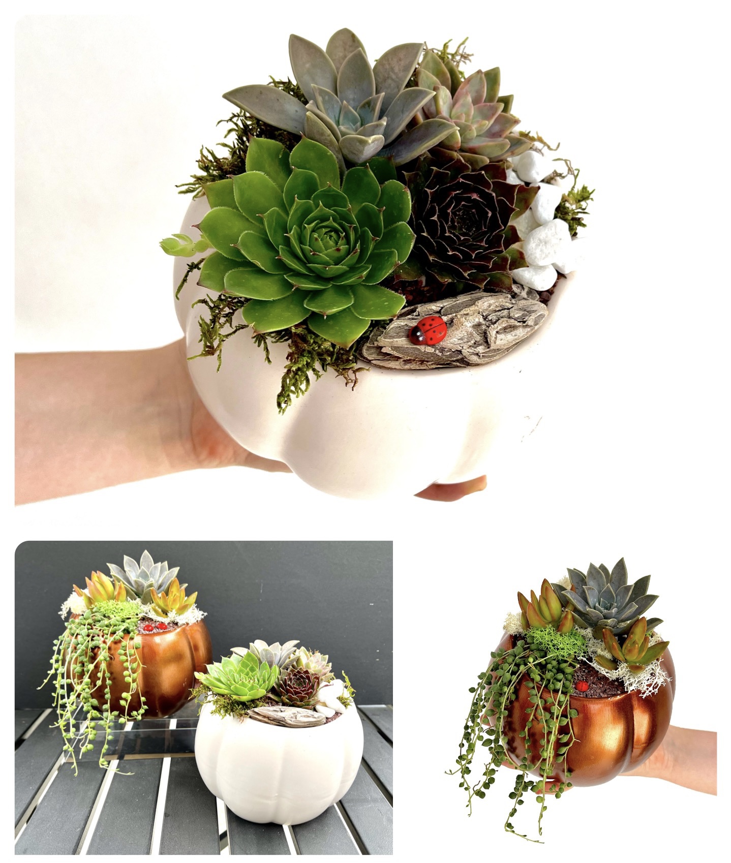 A Succulent in a Ceramic Pumpkin Container experience project by Yaymaker