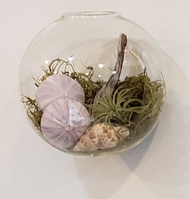 A Wall Mount Glass Seascape with Air Plants and Shells experience project by Yaymaker