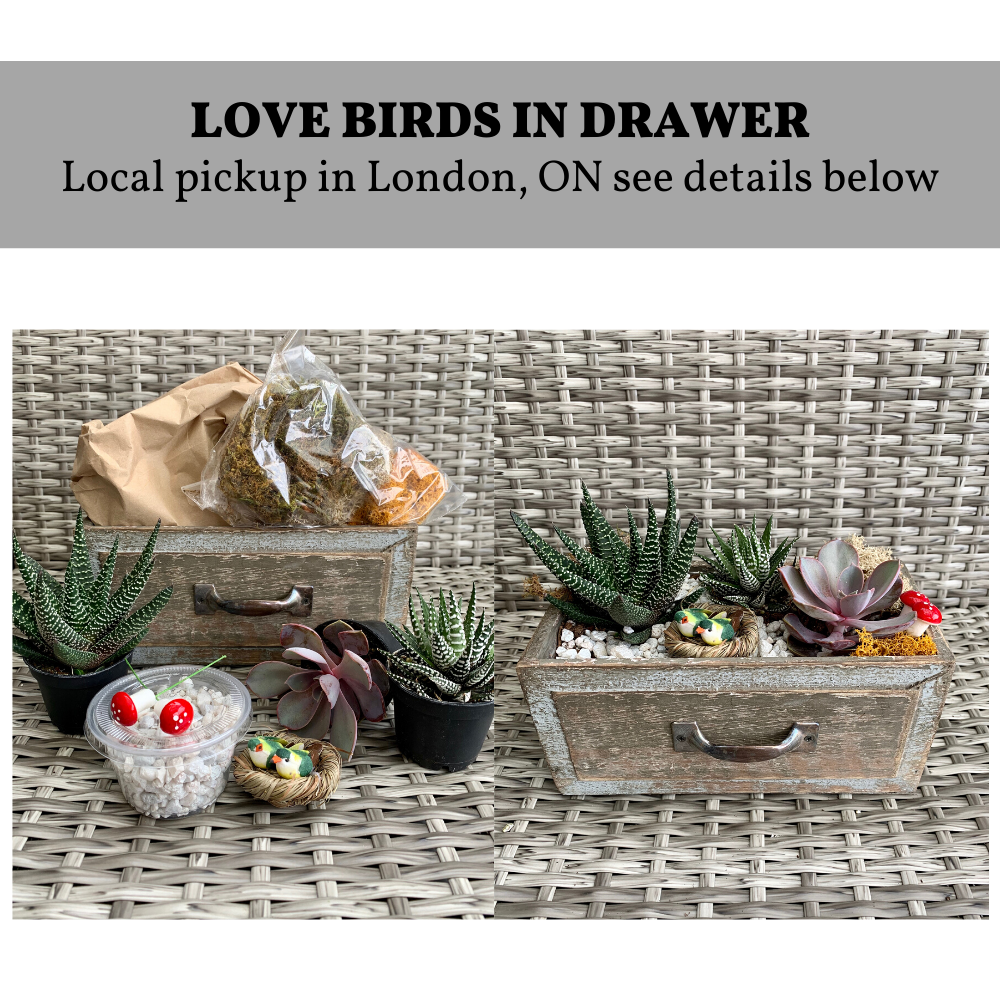 A DIY Drawer Planter Kit London ON Pickup experience project by Yaymaker