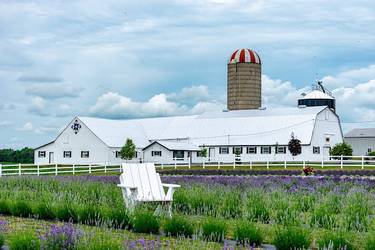 Lavande Braydale Lavender Farm