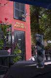 A photo of a Yaymaker Venue called Fellini Koolini's located in London, ON