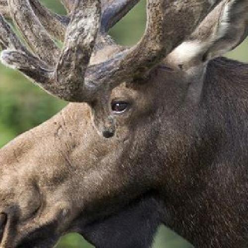 Events at Chambersburg Moose Lodge 842 in Chambersburg, PA by Yaymaker