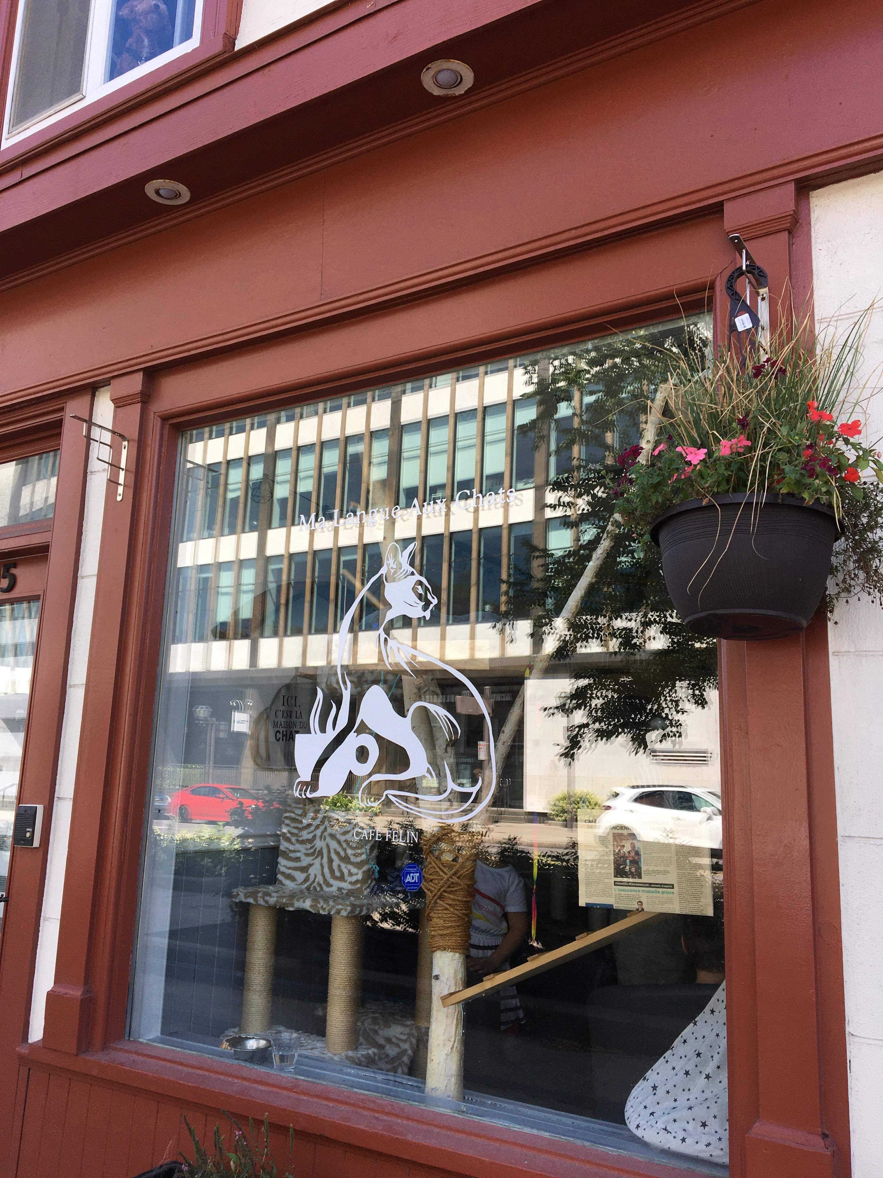 A photo of a Yaymaker Venue called Café Félin Ma Langue aux Chats located in Quebec City, QC